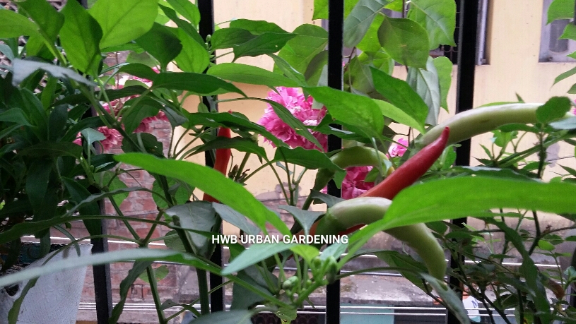 Product image for How To  Make Your   Breathtaking  Oxygen Rich Balcony   Garden In 30 Days