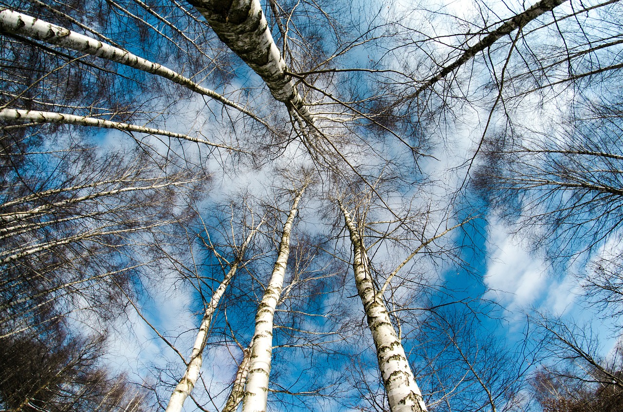 Trees in the winter