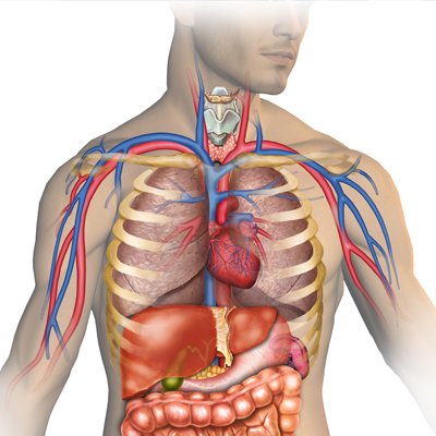 Product image for CSEC Human And Social Biology (FULL COURSE)