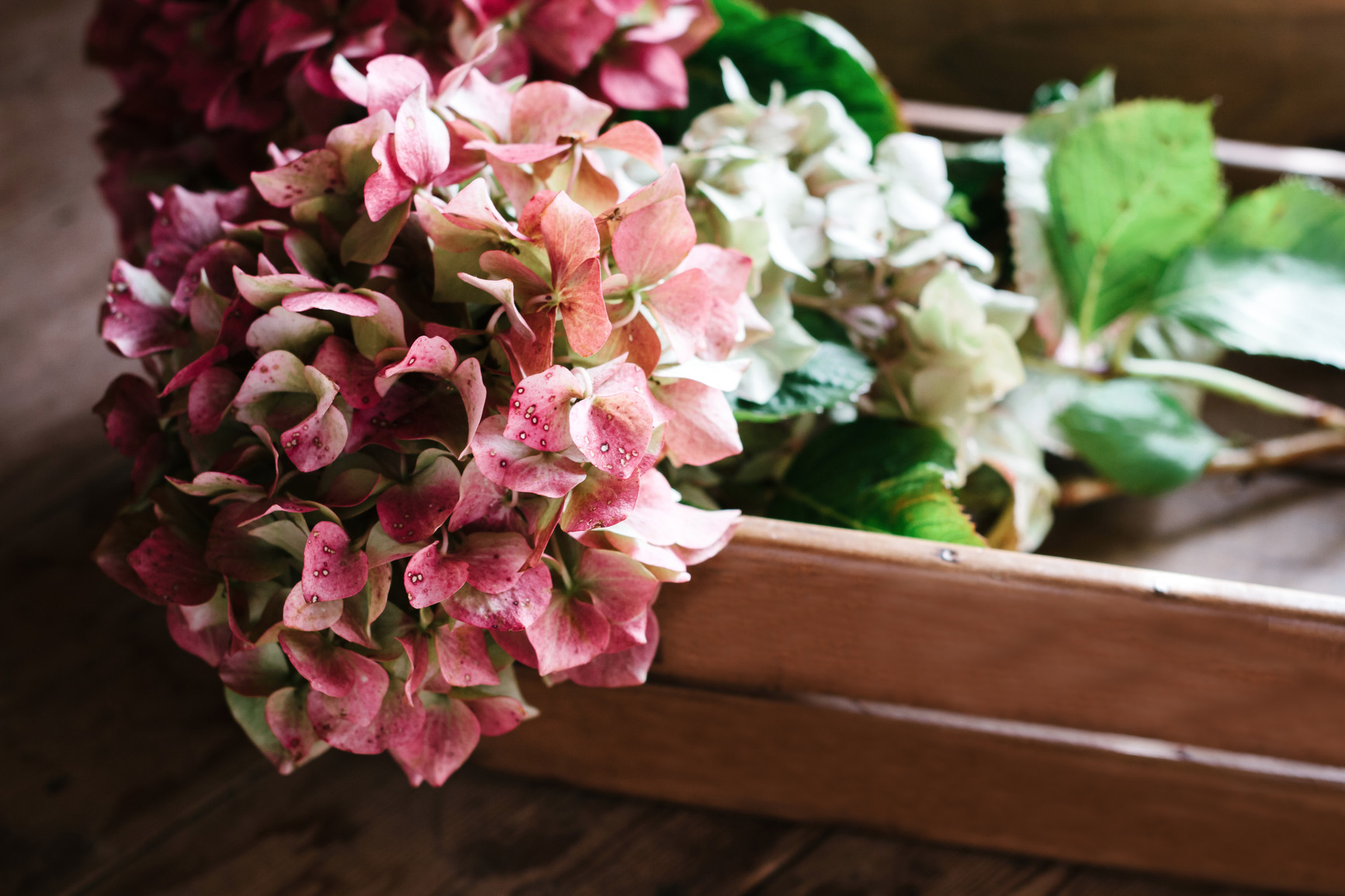 Product image for 5 Day Opt-In Challenge - Rapidly Grow Your List and Your Business